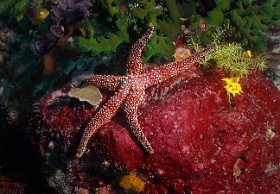 Komodo 2016 - Bumpy sea star - Etoile de mer cahoteuse - Gomophia gomophia - IMG_6528_rc